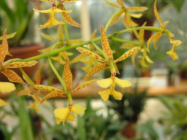 Epidendrum stamfordianum,.,.jpg