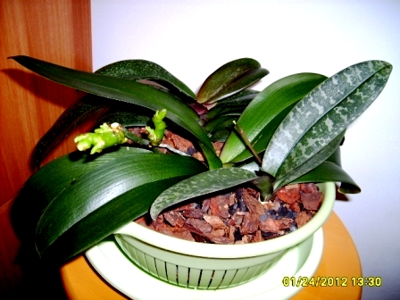kolekcja phalaenopsis.jpg