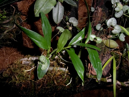 SAM_6128 - Kopia.JPG