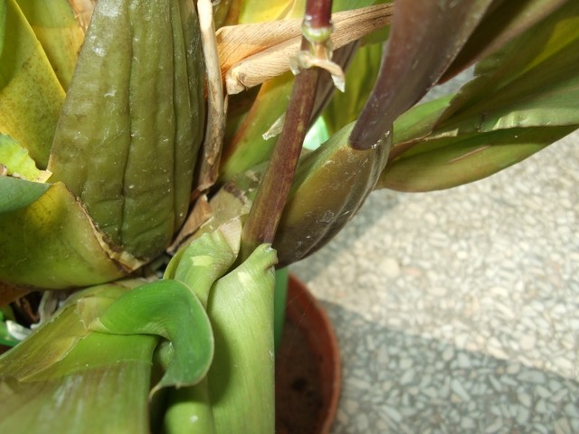 DSCF7500 (1424 x 1068).jpg