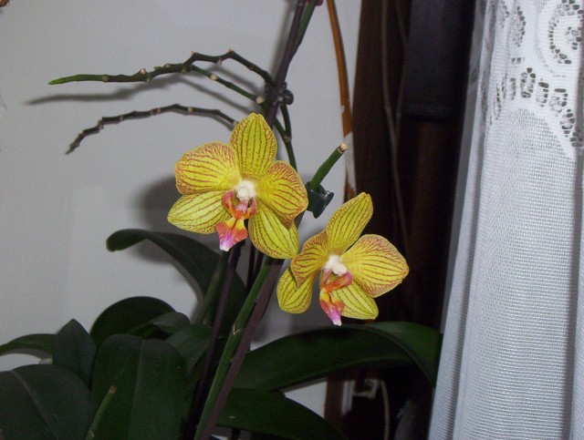 Styczeń 2011 058.jpg