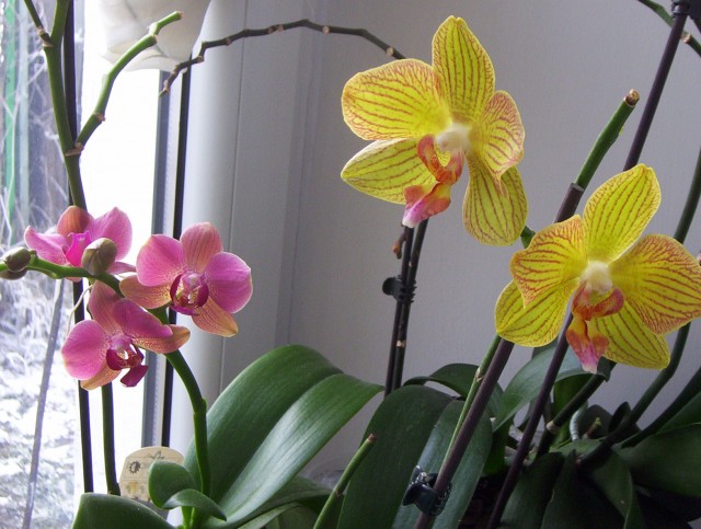 Styczeń 2011 081.jpg