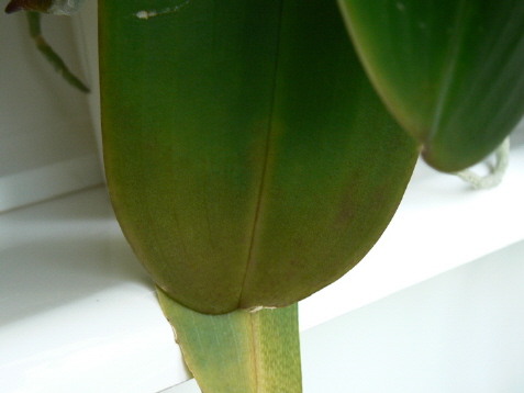 a Fot 1 Objawy toksyczności faza wstępna.jpg