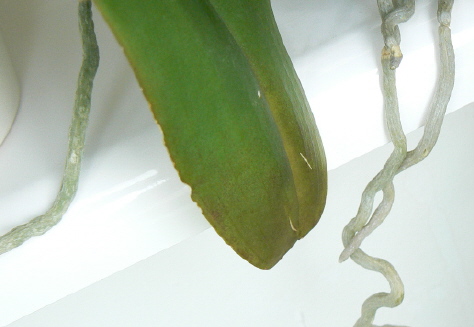 a Fot 2 Objawy toksyczności faza bardziej zaawansowana.jpg