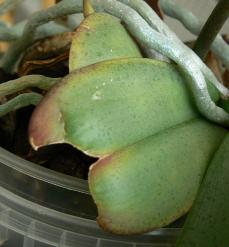 a Fot 3 Objawy toksyczności faza bardziej zaawansowana.jpg