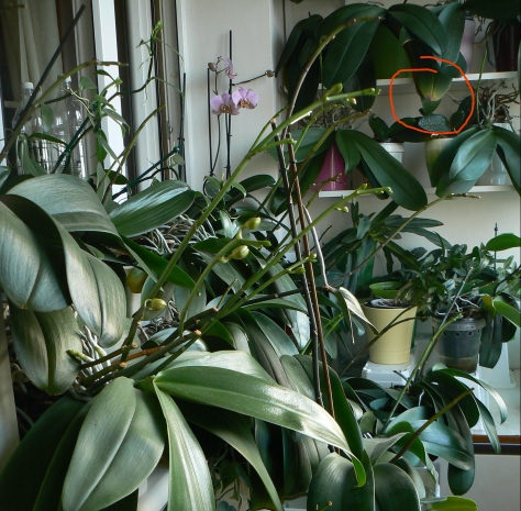 a Fot 4 Objawy toksyczności faza bardziej zaawansowana.JPG