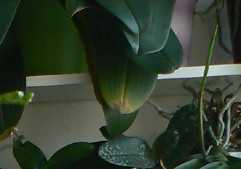 a Fot 5 Objawy toksyczności faza bardziej zaawansowana powiększenie fot 4.jpg