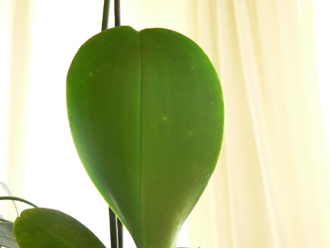 a Fot 6 Rozsiana infekcja grzybowa widziana pod światło.jpg