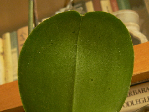 a Fot 7 Ta sama infekcja widziana od górnej strony liścia.jpg