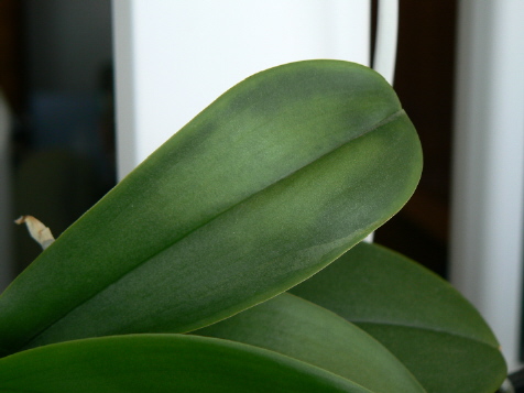 a Fot 8 Objawy zaburzeń fizjologicznych.jpg