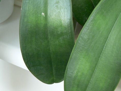 a Fot 10 Objawy zaburzeń fizjologicznych.jpg