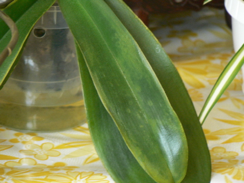 a Fot 10 Objawy wirusowe.jpg