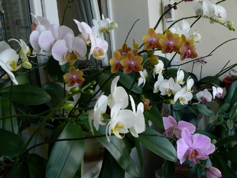 a Fot 12 Moje storczyki.jpg