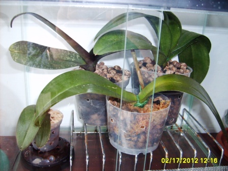 storczyki w terrarium.JPG