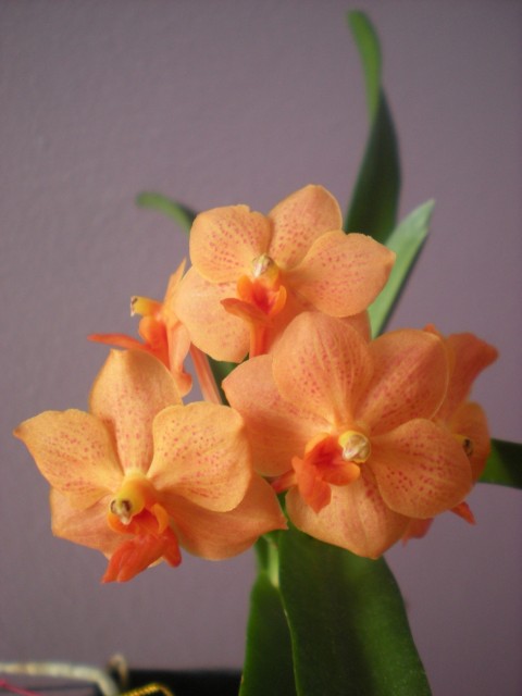 Ascocensa Su Fun Beauty.jpg