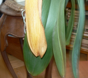 Liść bez objawów toksyczności (1).jpg