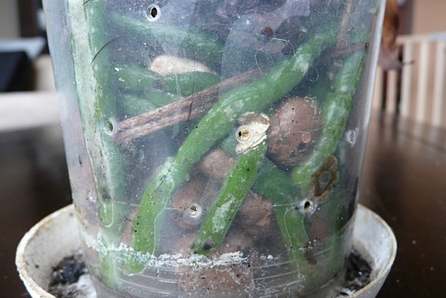 korzenie po podlaniu.jpg