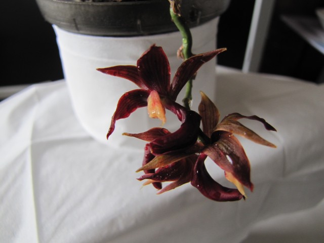 Mormodes unica 1.JPG