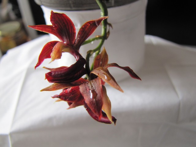 Mormodes unica 2.JPG