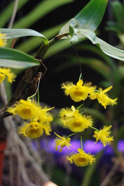 dendrobium_harveyanum2.JPG