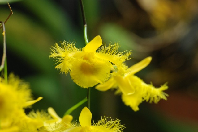 dendrobium_harveyanum.JPG