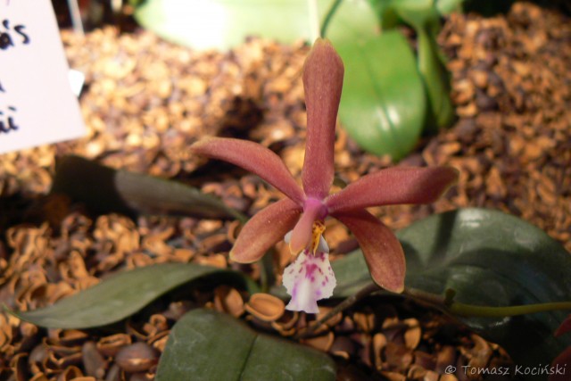 Phalaenopsis schilleriana x mannii.JPG