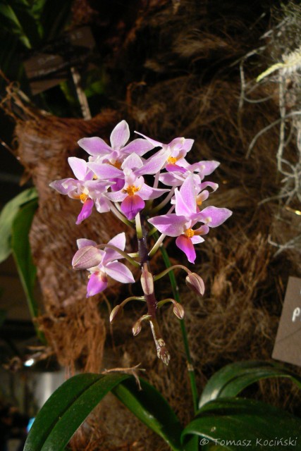 Phalaenopsis equestris.JPG