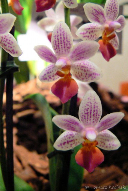 Phalaenopsis Fantasy Musick.JPG