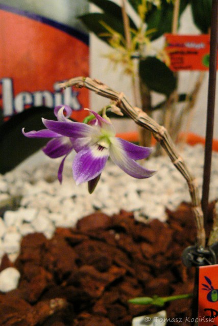 Dendrobium victoria-reginae.JPG