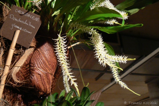 Dendrochilum glumaceum.JPG