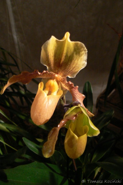 Paphiopedilum Harvest Hues.JPG