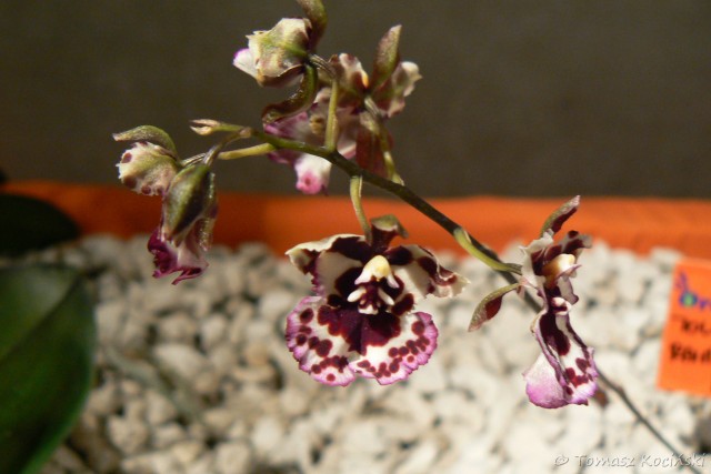 Tolumnia Jairak Rainbow Pink KOK 36.JPG