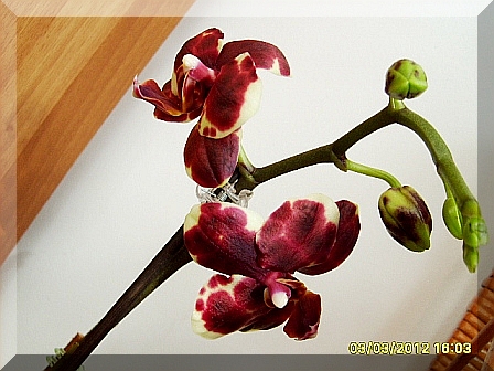 phal hybr. woskowa 1.JPG