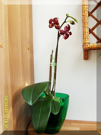 phal. hybr. woskowe kwiaty.JPG