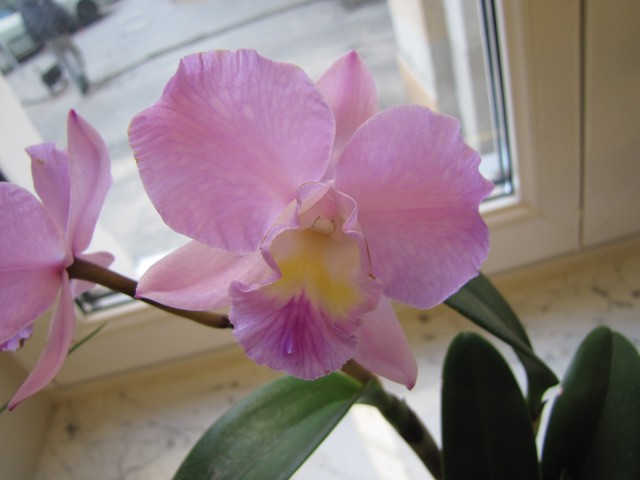 Ctt Dris and Byron Christmas Rose.JPG