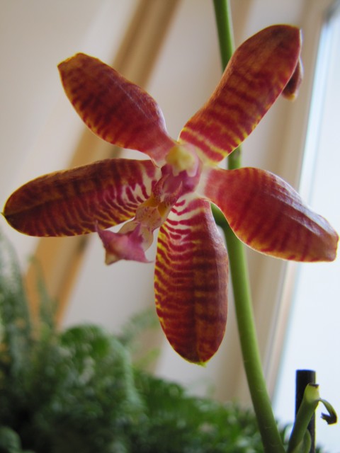 's x tetraspis C#1).JPG