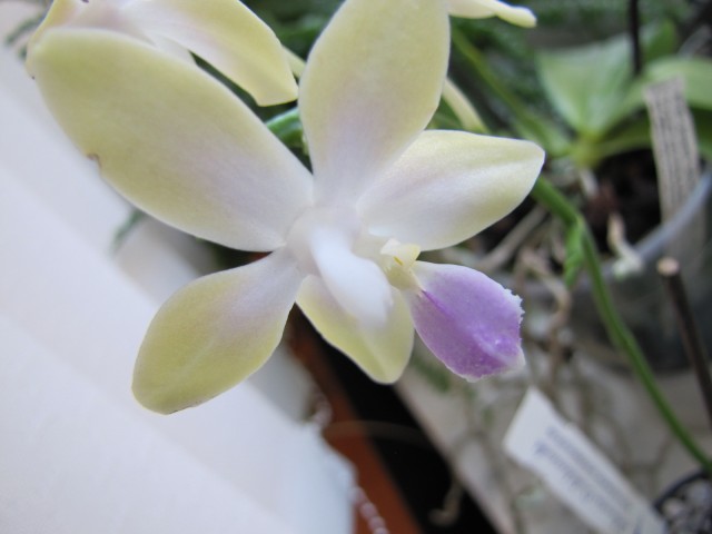Phal. Buena Jewel x equestris alba.JPG