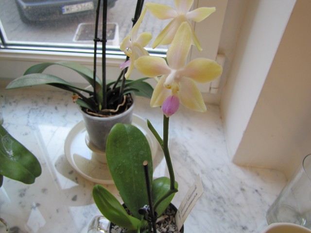 Phal. Buena Jewel x equestris alba (3).JPG