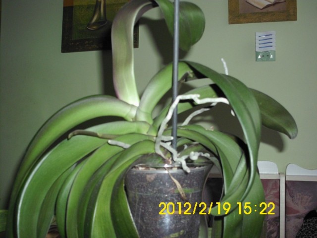 zdjecia aparat 321.jpg