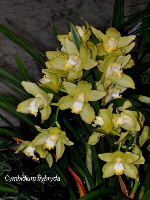 cymbidium hybryda.jpg