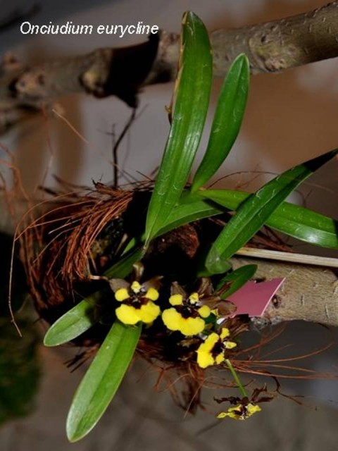 oncidium eurycline.jpg