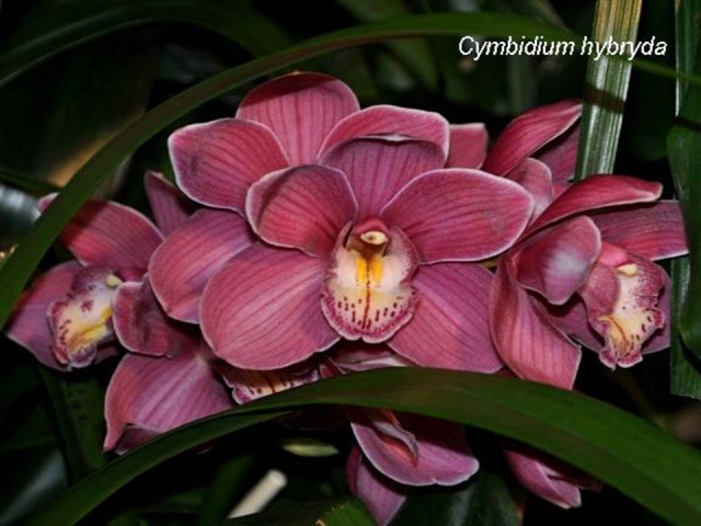 cymbidium.jpg