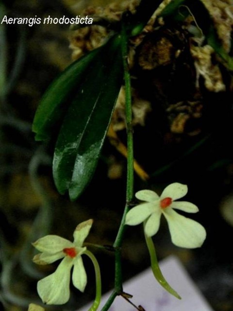 Aerangis.jpg