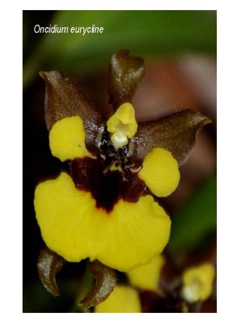 oncidium.jpg
