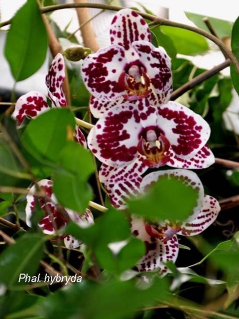 Phal. hybryda.jpg