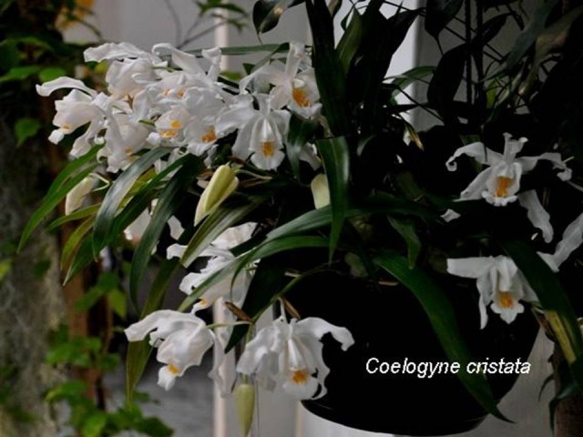 Coelogyne cristata.jpg