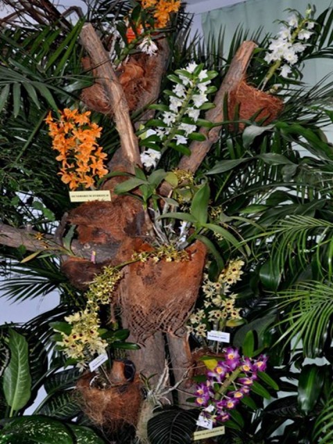 Kącik dendrobiowy.jpg