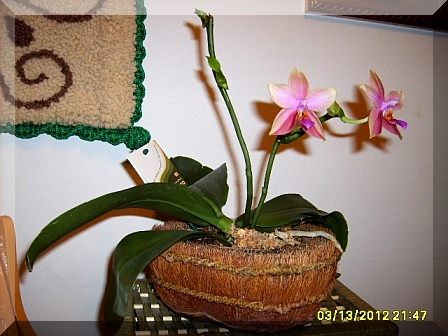 I phal Liodoro 03.2012.JPG