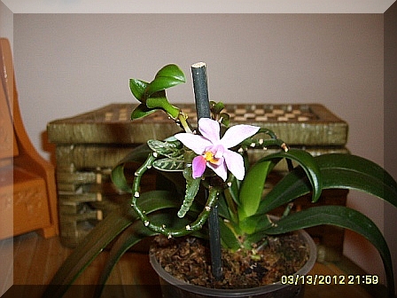 I phal equestris 03.2012.JPG