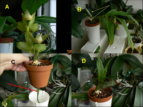 Cycnoches Chlorochilon.JPG